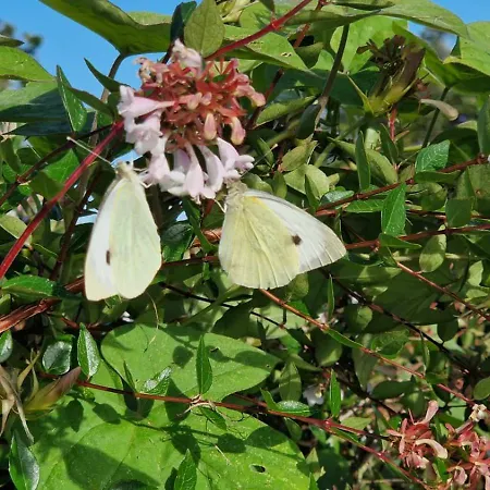 Casita Da Doctora 別荘 Cedros