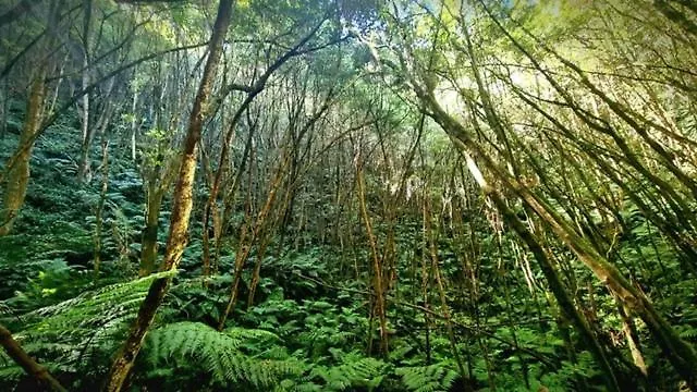 Hébergement de vacances Casita Da Doctora Cedros
