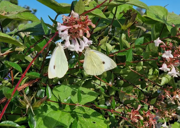 Casita Da Doctora Nyaraló Cedros